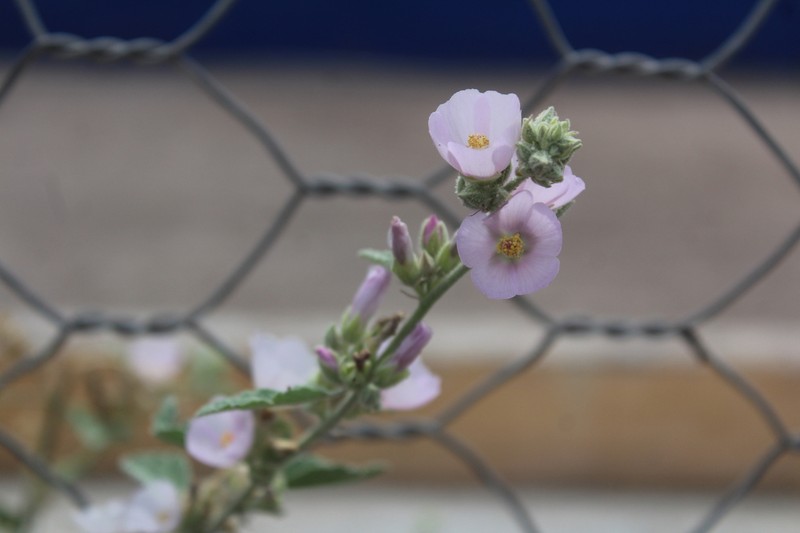 Sphaeralcea axillaris photo 3