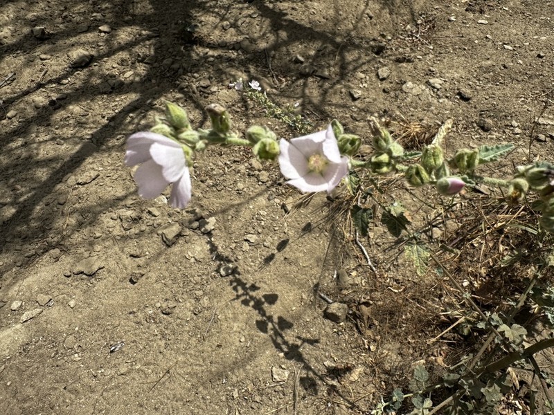 Sphaeralcea axillaris photo 4