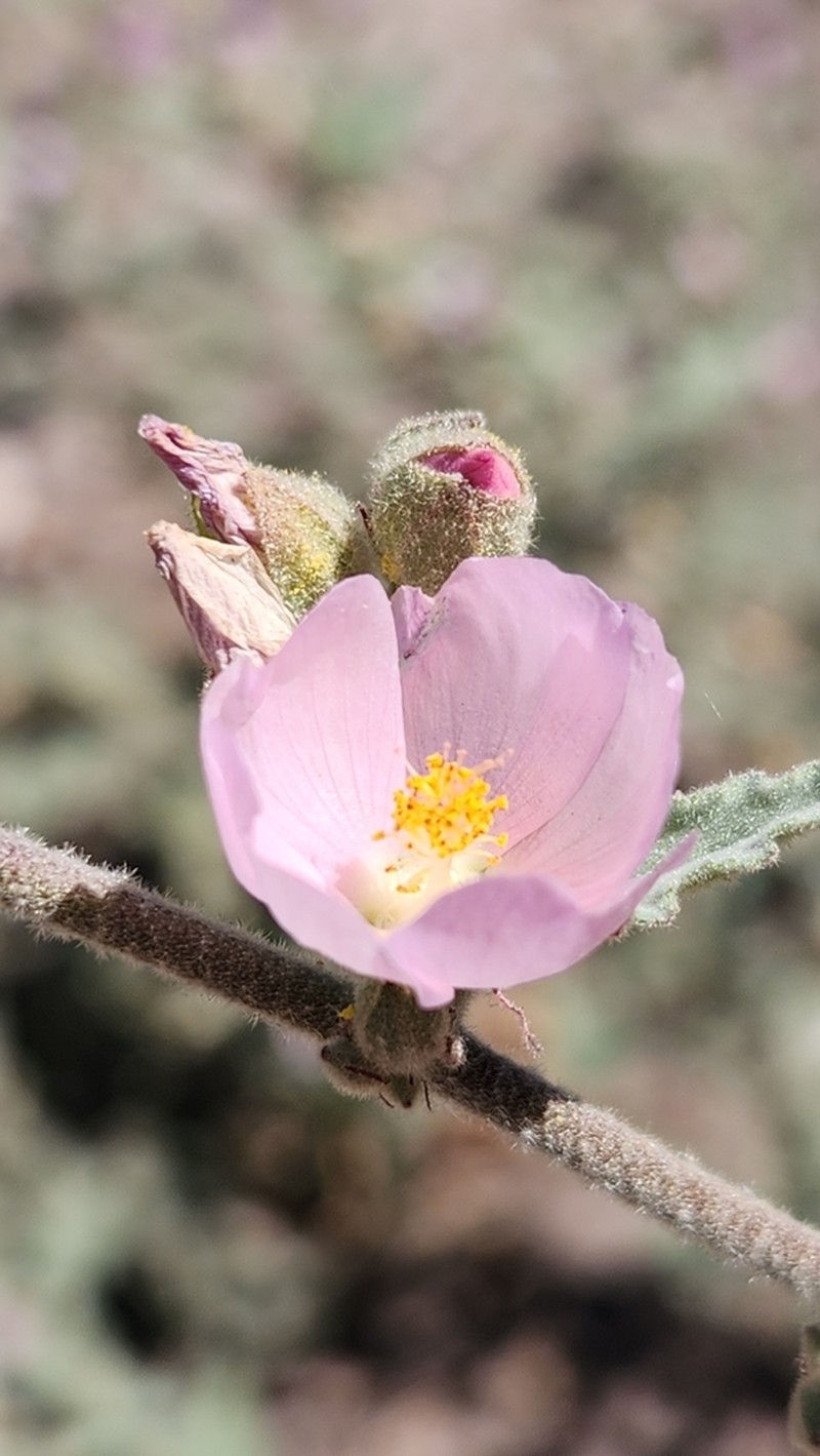 Sphaeralcea axillaris photo 5