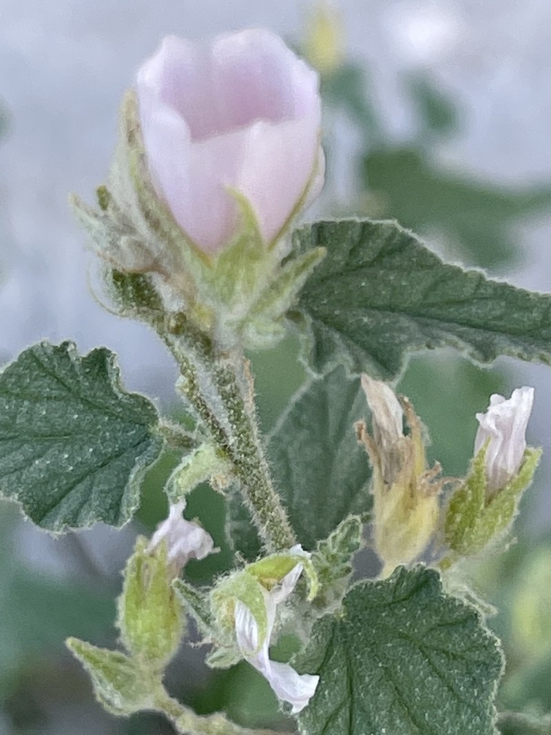 Sphaeralcea axillaris photo 6