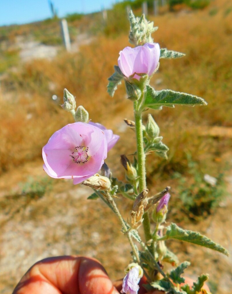 Sphaeralcea axillaris photo 7