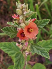 Latin Globemallow