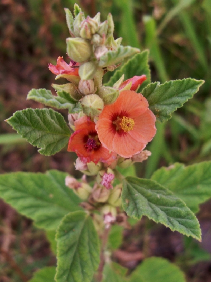 Latin Globemallow