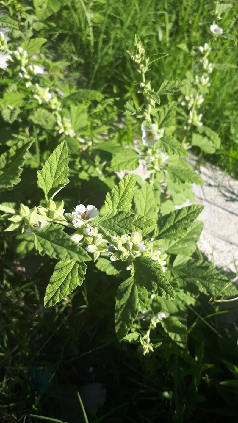 Latin Globemallow photo 2