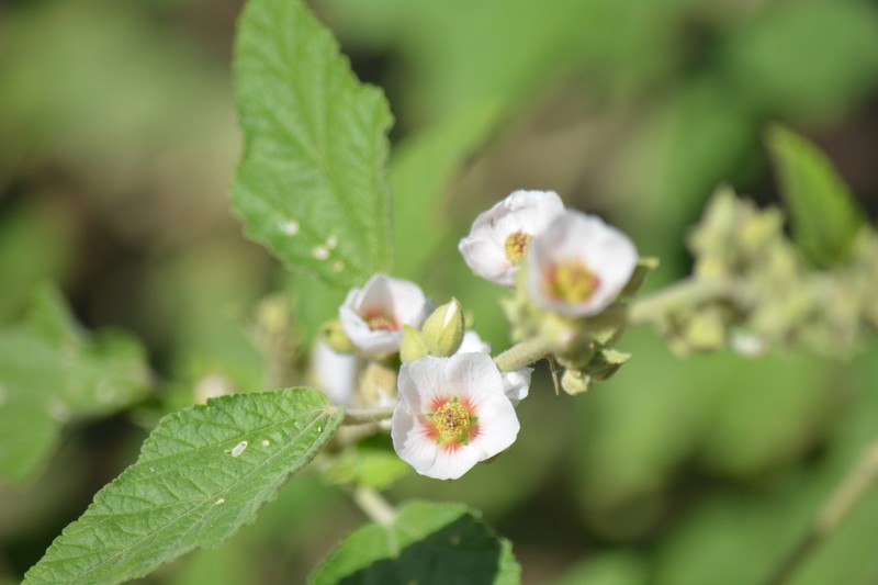 Latin Globemallow photo 3