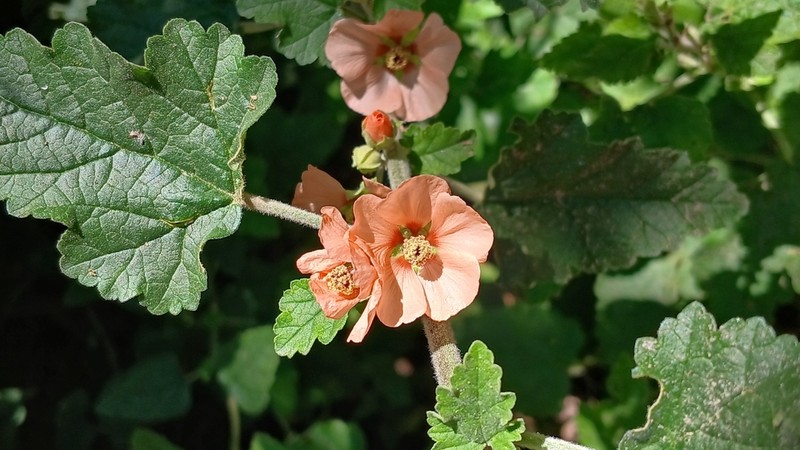 Latin Globemallow photo 4