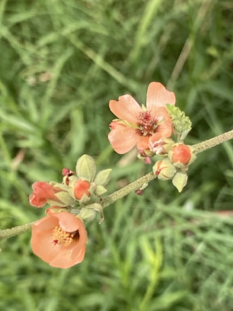 Latin Globemallow photo 5