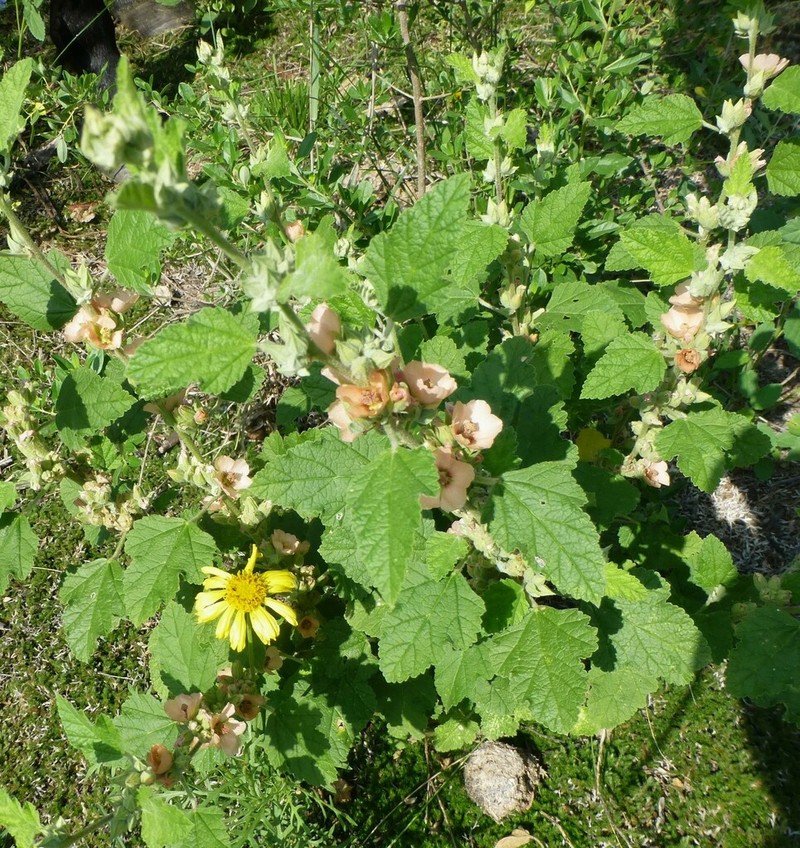 Latin Globemallow photo 6