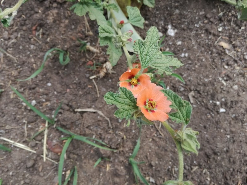 Latin Globemallow photo 7