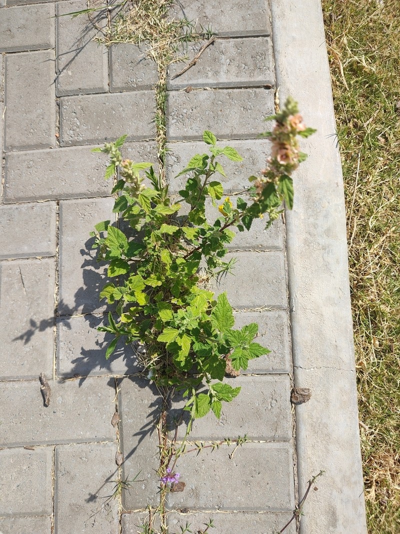 Latin Globemallow photo 8