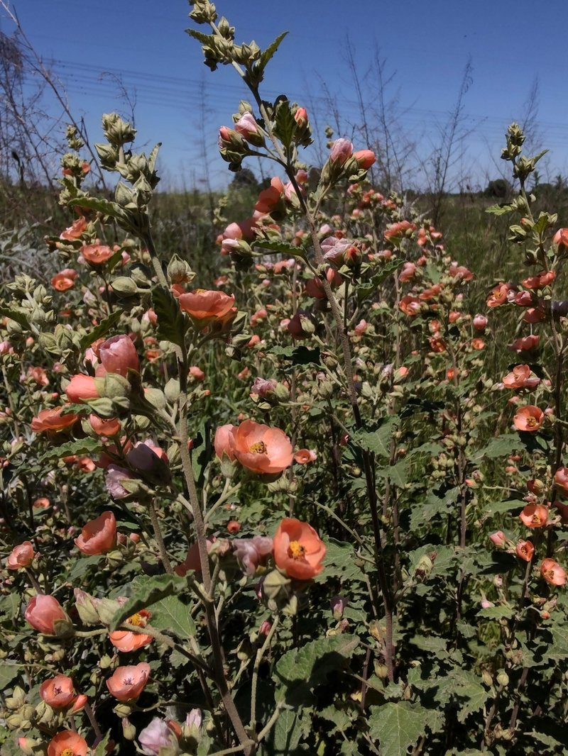 Latin Globemallow photo 4