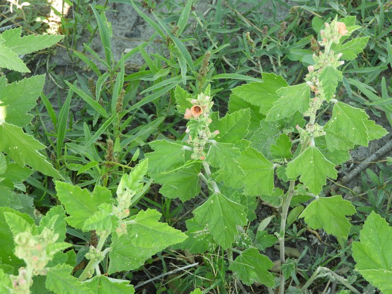 Latin Globemallow photo 5