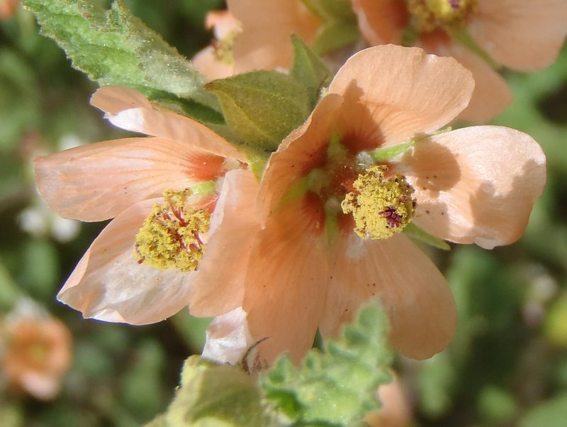 Latin Globemallow photo 6