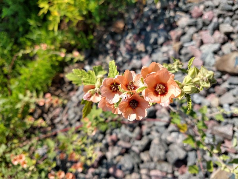 Latin Globemallow photo 7