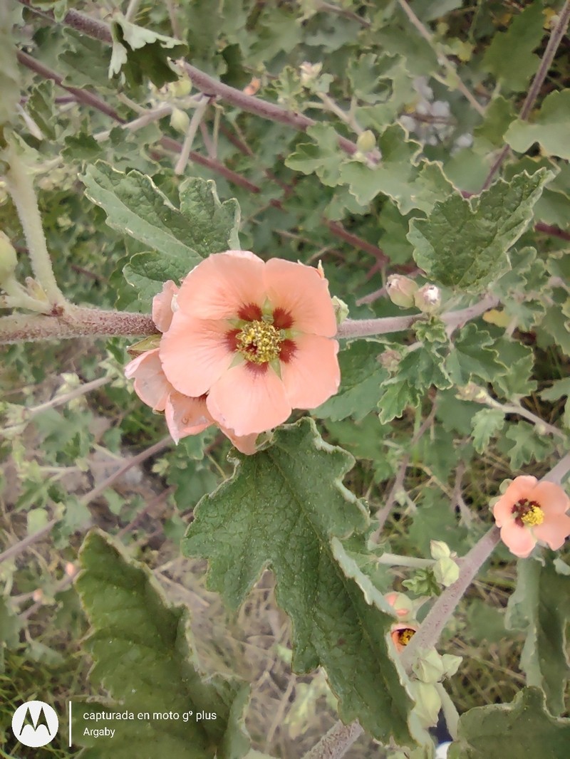 Latin Globemallow photo 2