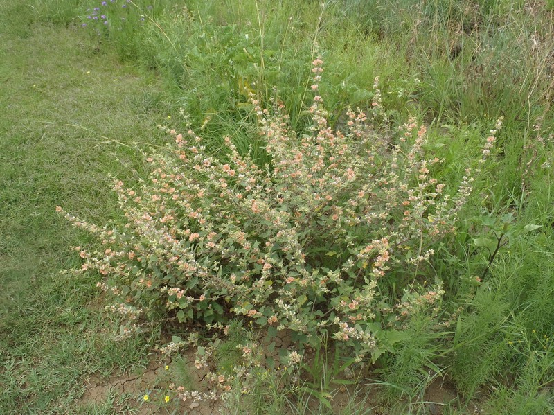 Latin Globemallow photo 3