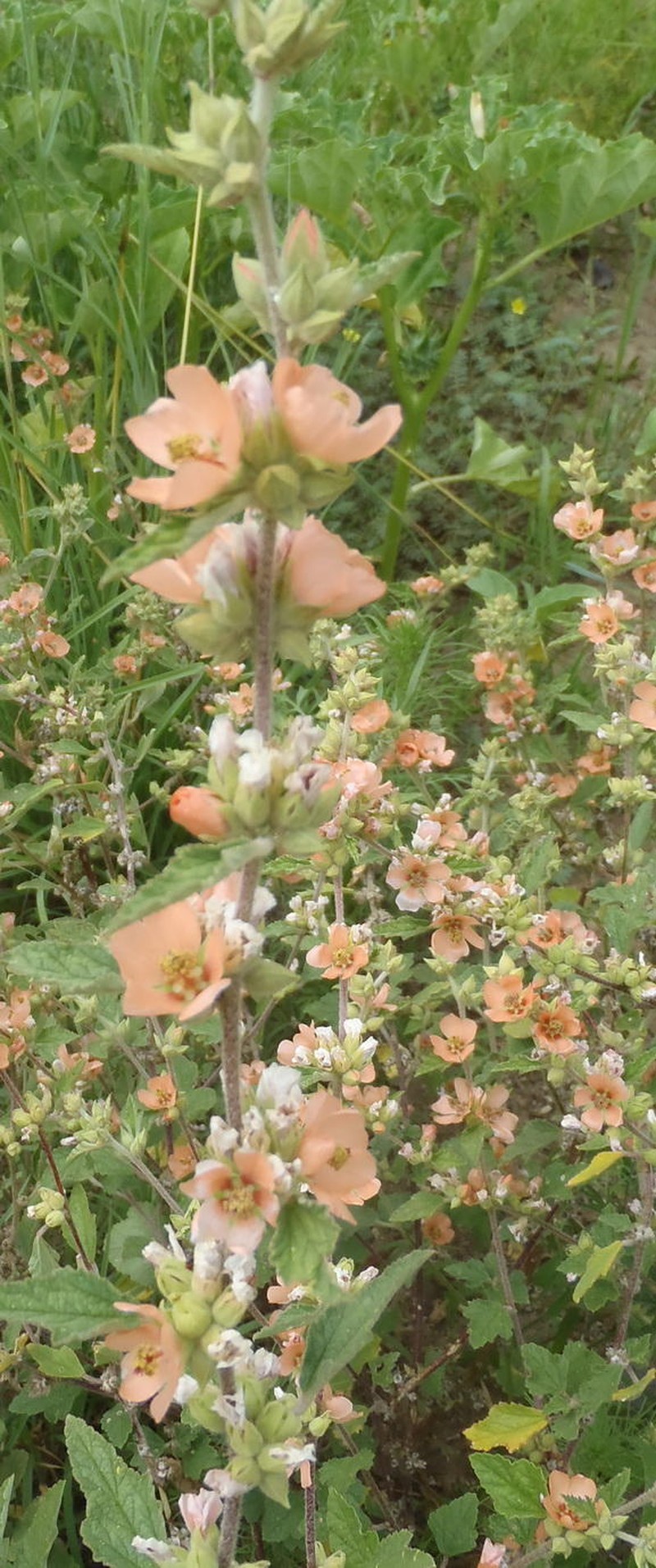 Latin Globemallow