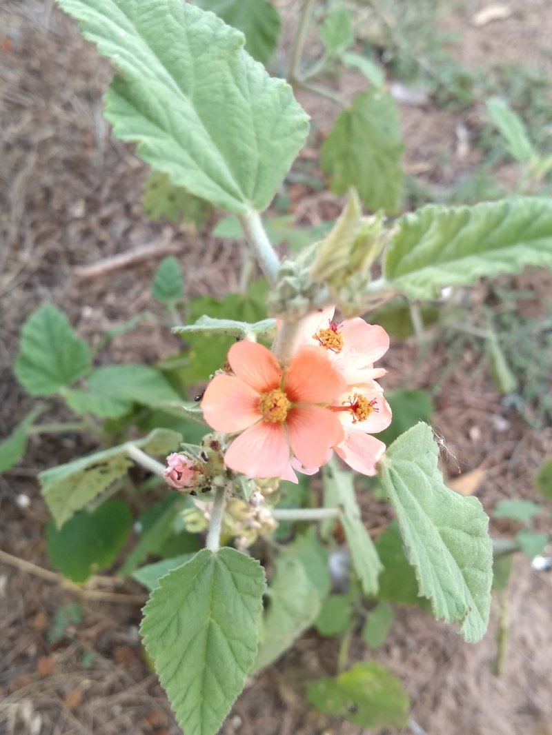 Latin Globemallow photo 8