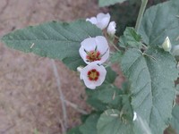 Sphaeralcea brevipes