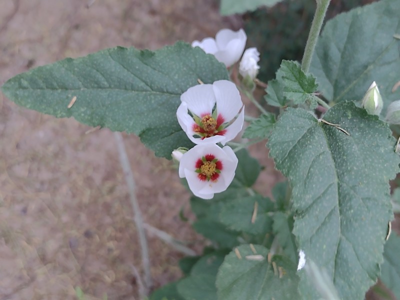 Sphaeralcea brevipes