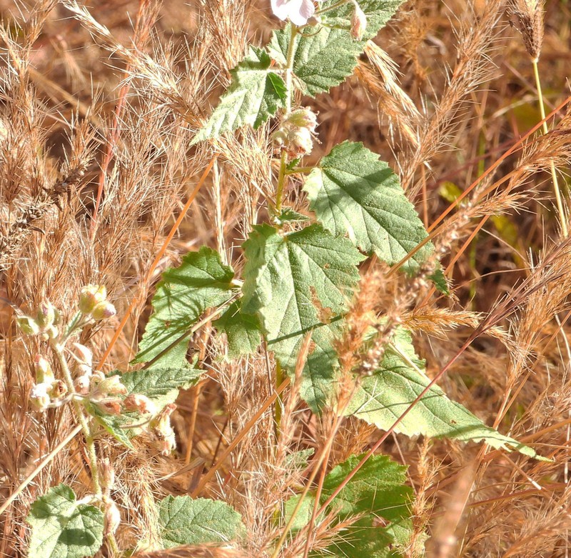 Sphaeralcea brevipes photo 2