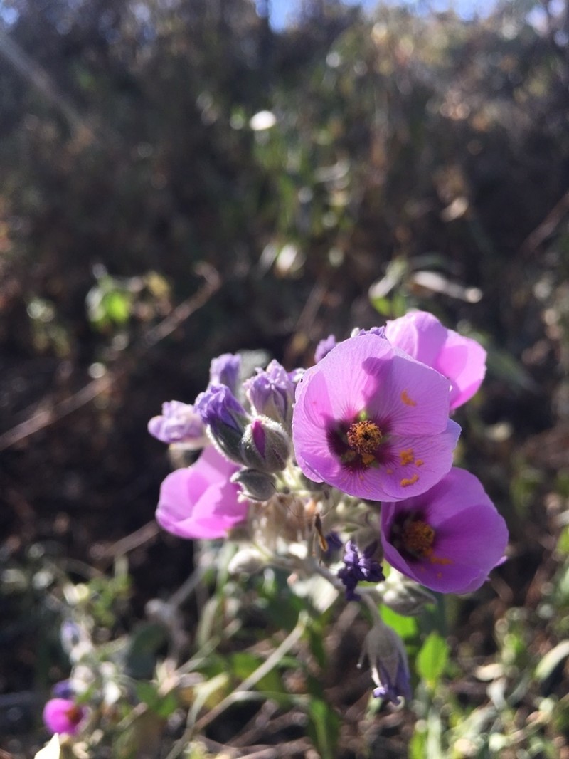 Sphaeralcea brevipes photo 3