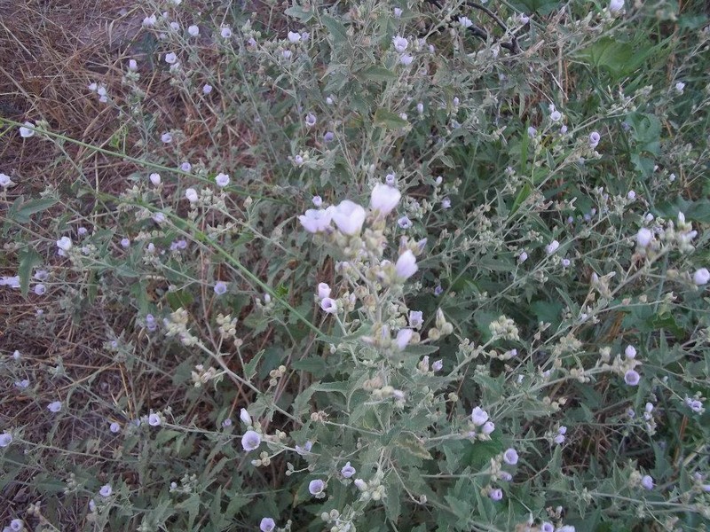 Sphaeralcea brevipes photo 4