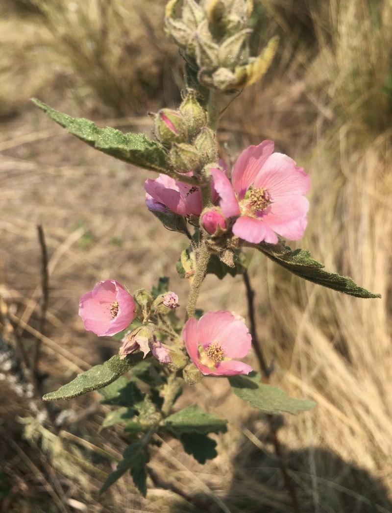 Sphaeralcea brevipes photo 5