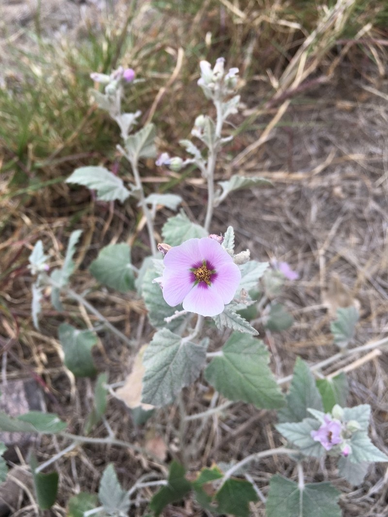 Sphaeralcea brevipes photo 6