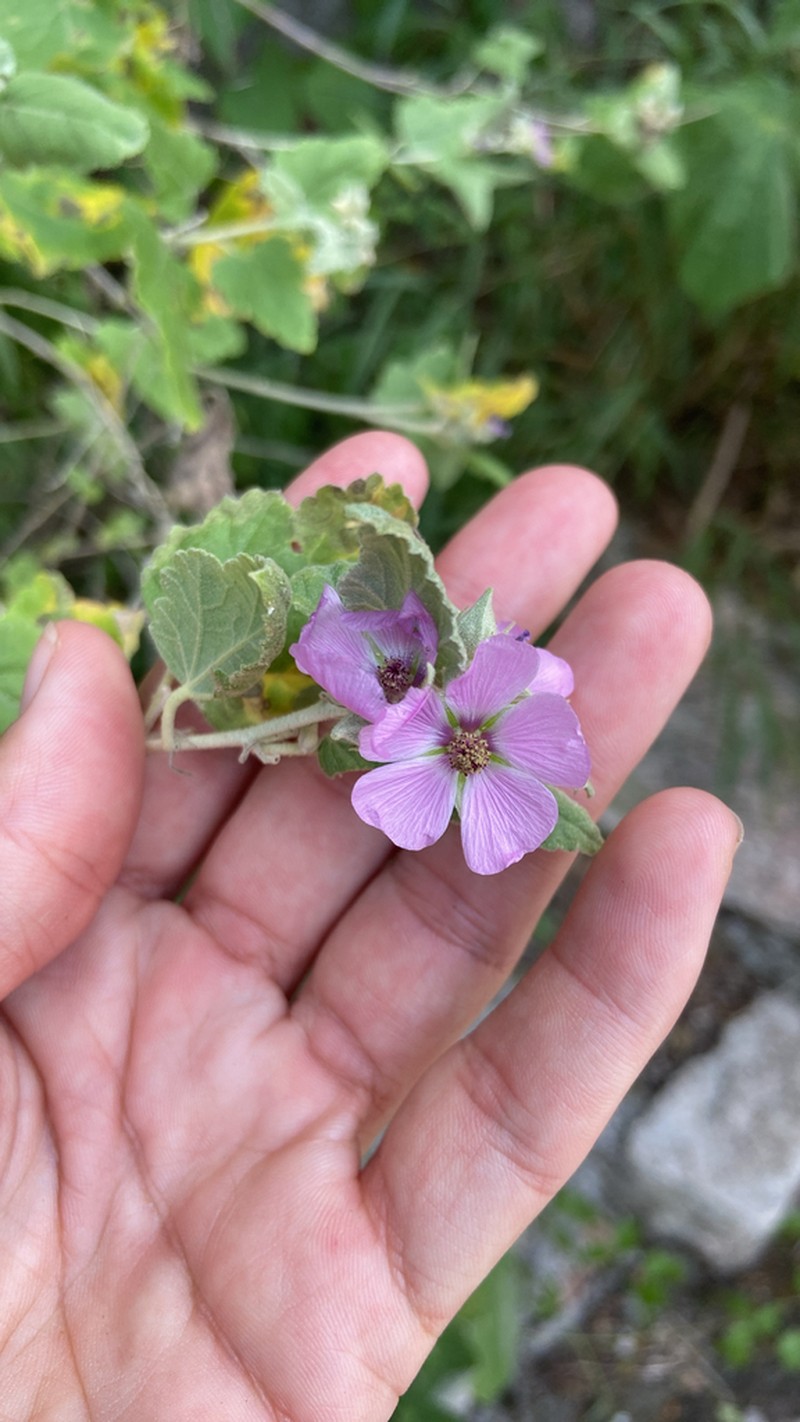 Sphaeralcea brevipes photo 7