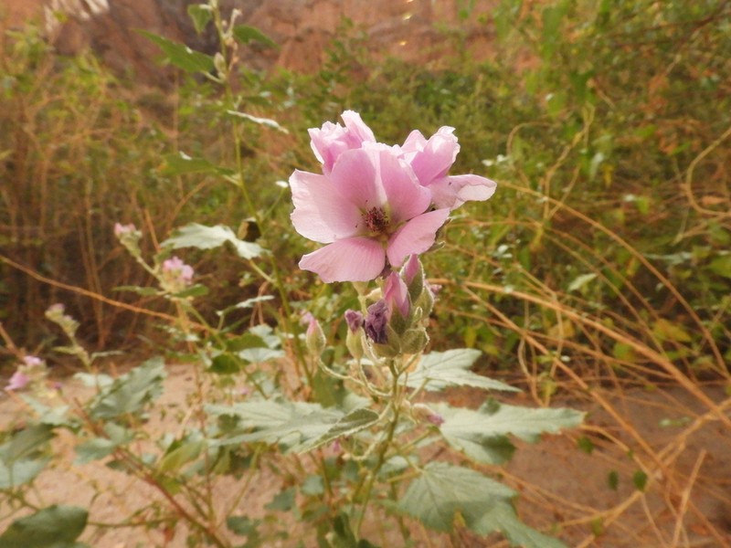 Sphaeralcea brevipes photo 8