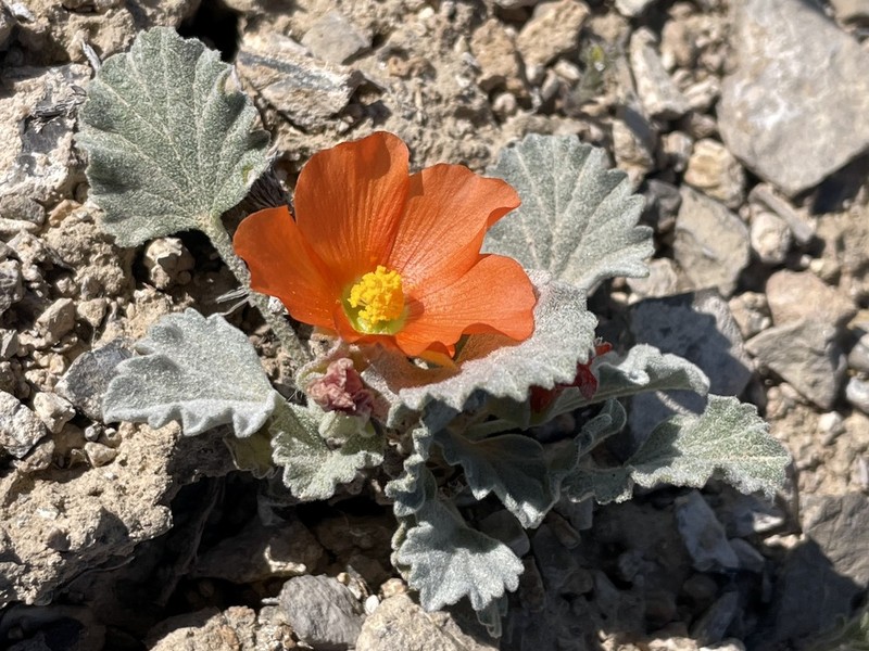 Tufted Globemallow