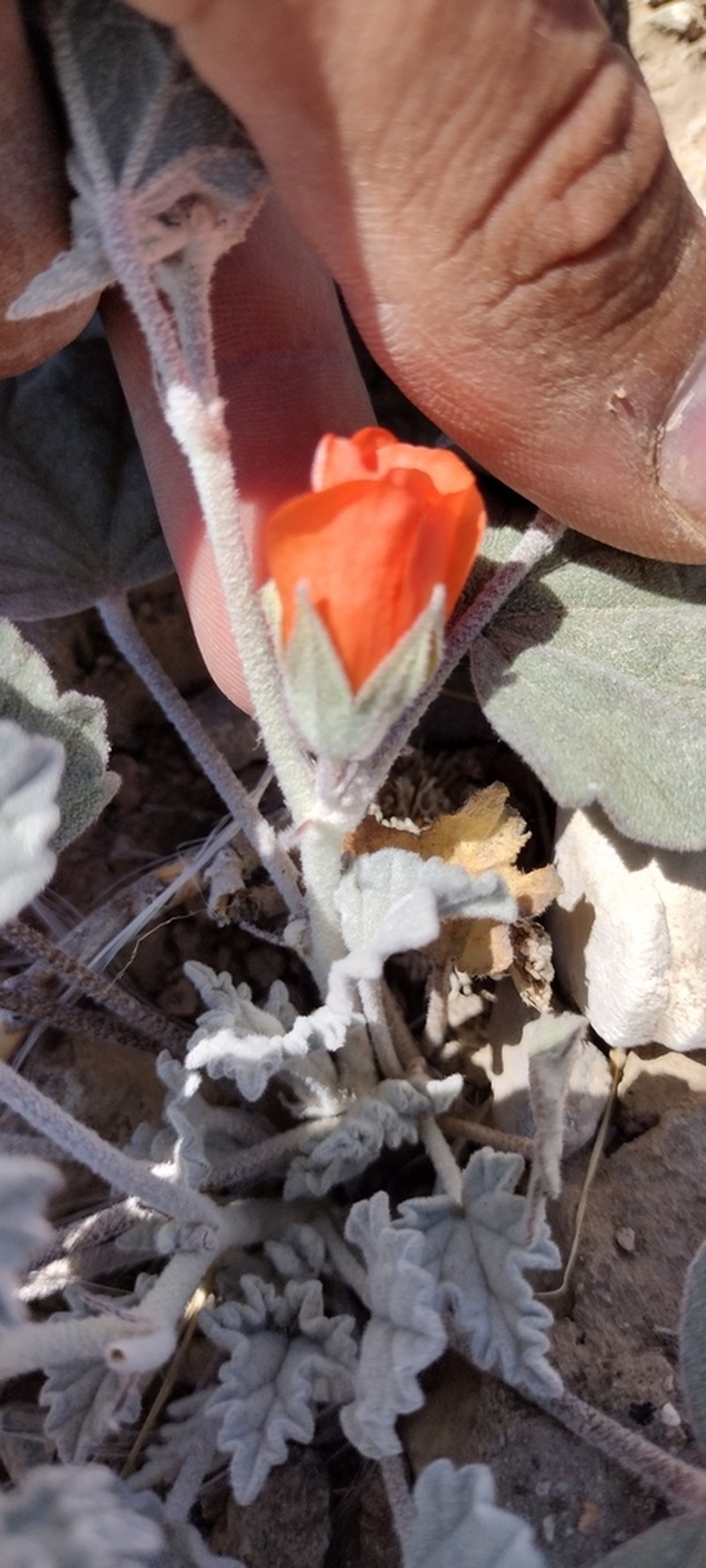 Tufted Globemallow photo 2