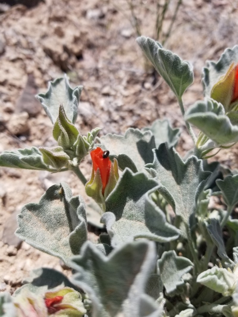 Tufted Globemallow photo 3