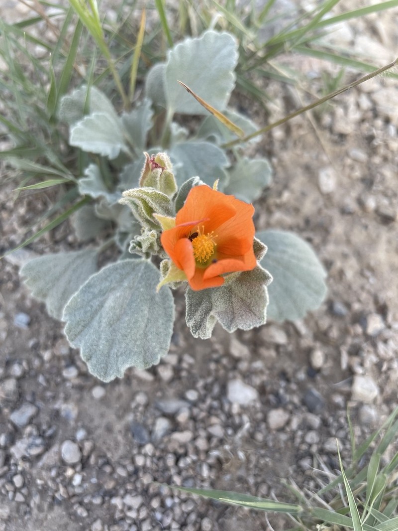 Tufted Globemallow photo 4
