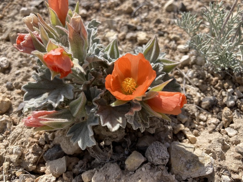 Tufted Globemallow photo 5