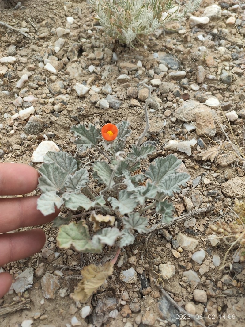 Tufted Globemallow photo 6