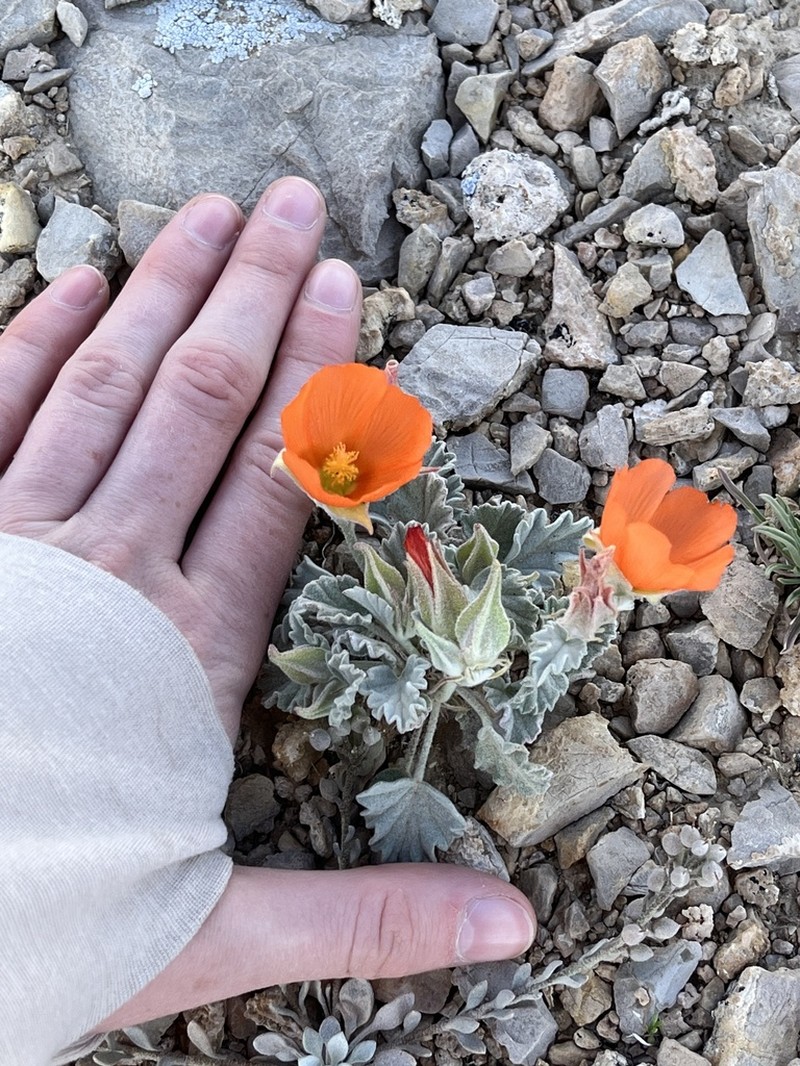Tufted Globemallow photo 7