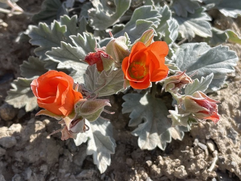 Tufted Globemallow photo 8