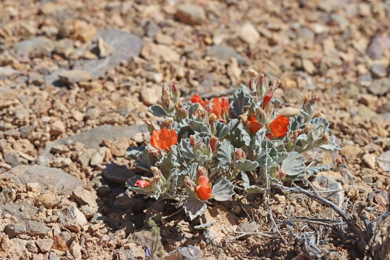Sphaeralcea caespitosa var. caespitosa