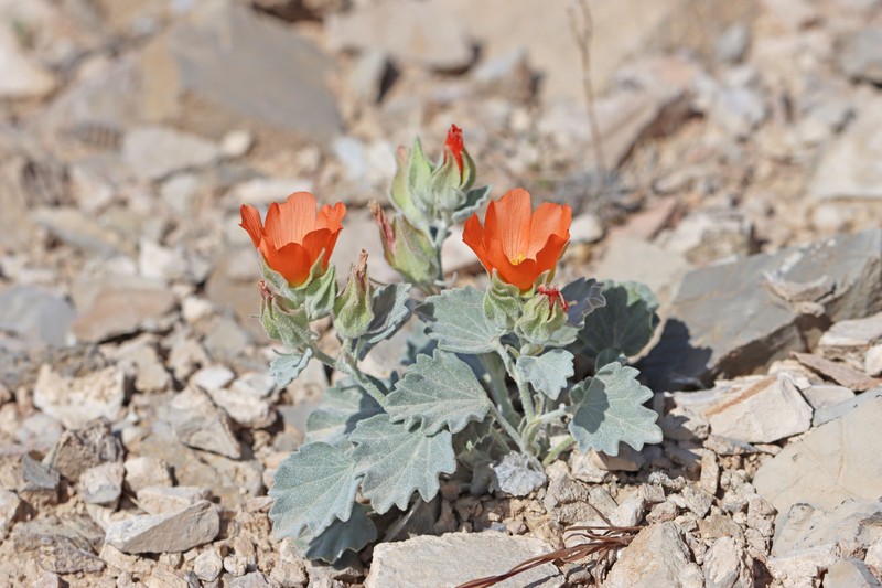 Sphaeralcea caespitosa var. caespitosa photo 2