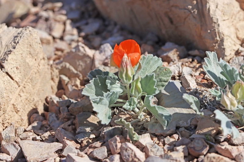 Sphaeralcea caespitosa var. caespitosa photo 3