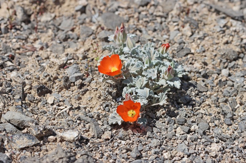 Sphaeralcea caespitosa var. caespitosa photo 4