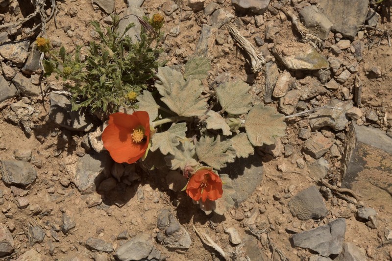Sphaeralcea caespitosa var. caespitosa photo 7