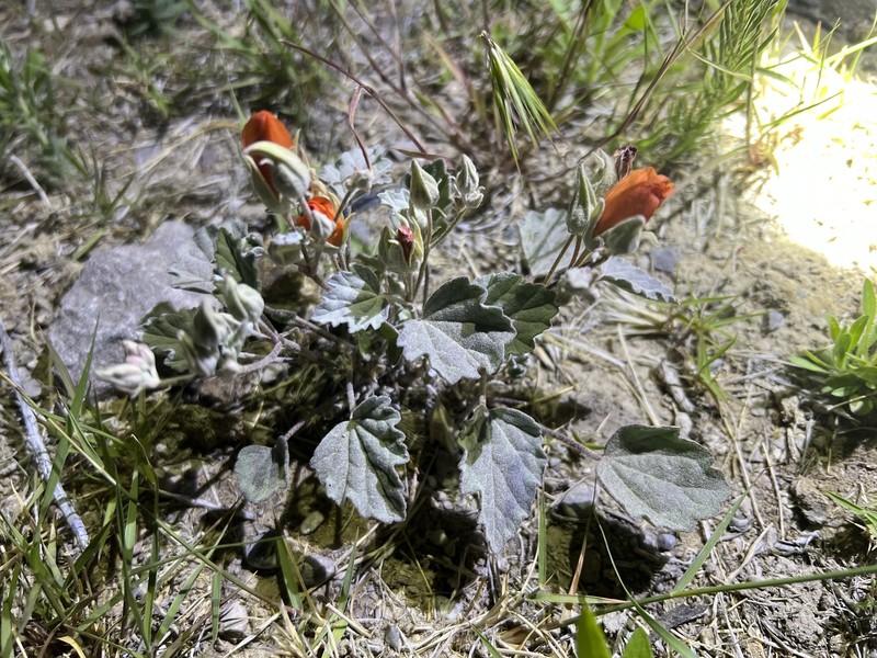 Sphaeralcea caespitosa var. williamsiae