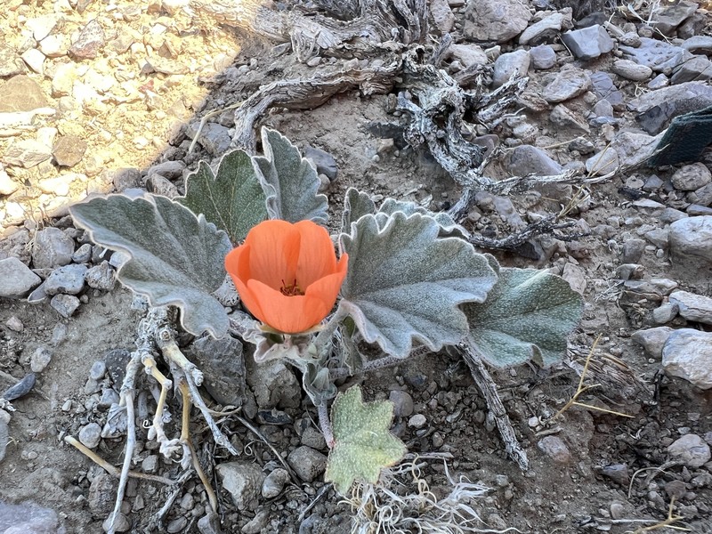 Sphaeralcea caespitosa var. williamsiae photo 2