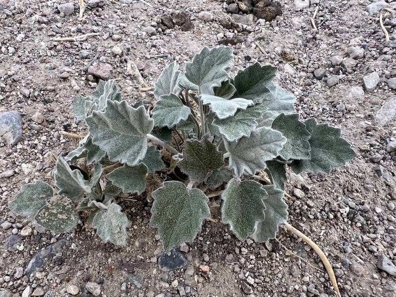 Sphaeralcea caespitosa var. williamsiae photo 3