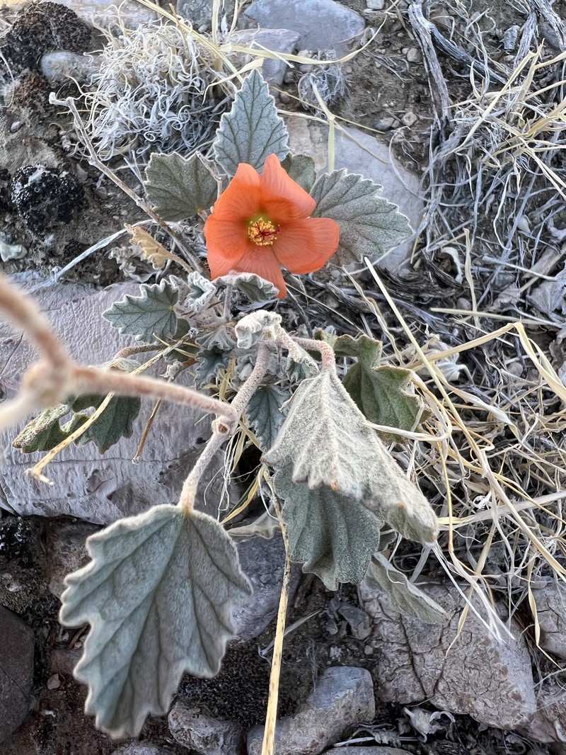 Sphaeralcea caespitosa var. williamsiae photo 4