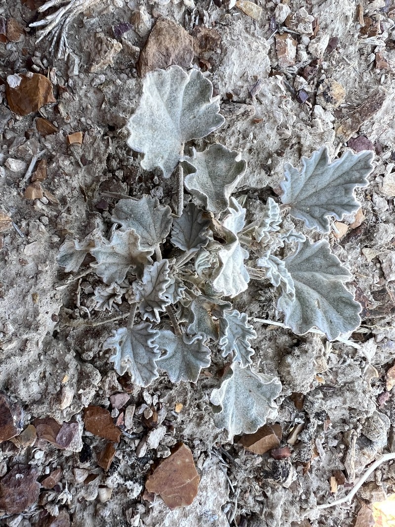 Sphaeralcea caespitosa var. williamsiae photo 5