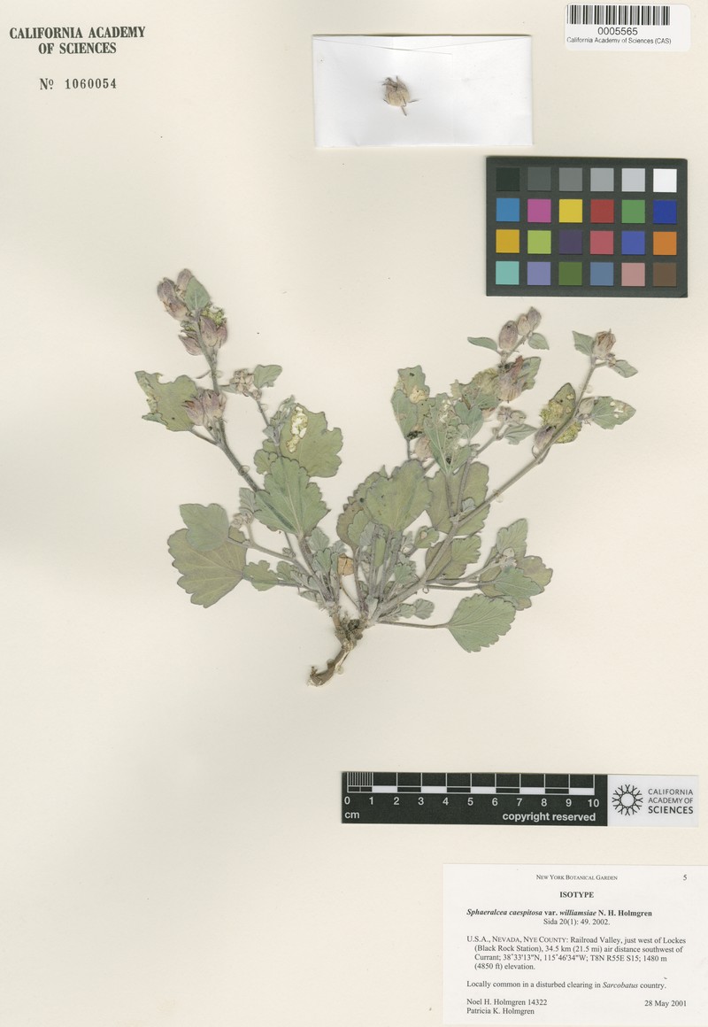 Sphaeralcea caespitosa var. williamsiae photo 8